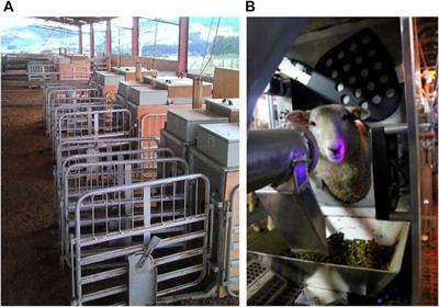 Genetic parameters for residual feed intake, methane emissions, and body composition in New Zealand maternal sheep